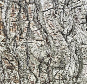 Bark of pine tree in forest