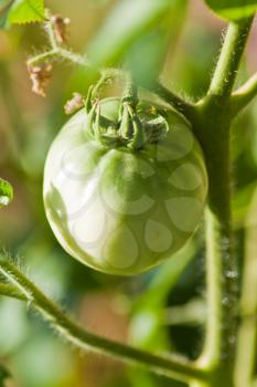 green tomatoes on the bush