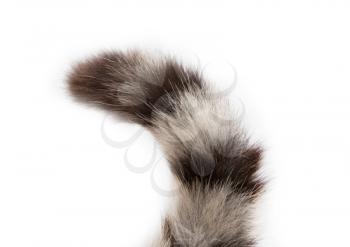 tail of a cat on a white background
