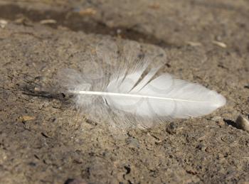 white feather on the ground