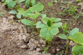 young shoots of cucumber on a bed in the garden