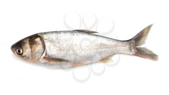 carp on a white background