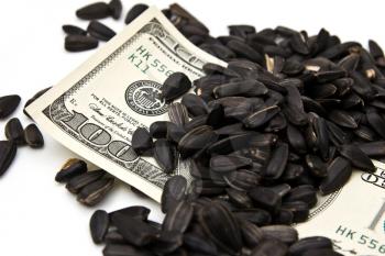 dollars in the black seeds