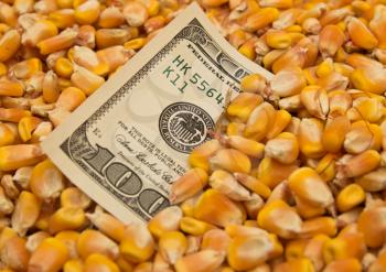 dollars in corn