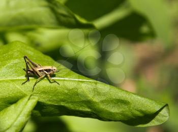 Grasshopper on the nature