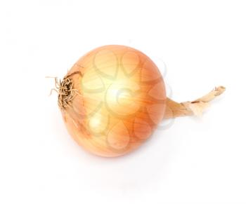 fresh onions on a white background