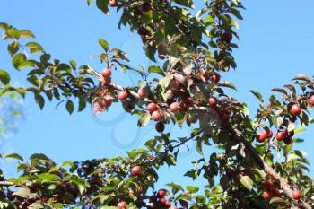 Excellent fruits of plum tree