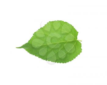 Green leaf of Hibiscus; closeup on white background 