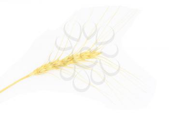 ear of wheat on a white background 