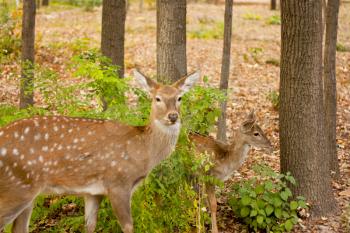 child of the red deer in wood . Bandhavgarh. India. 