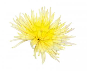 Yellow and red chrysanthemum isolated on white 