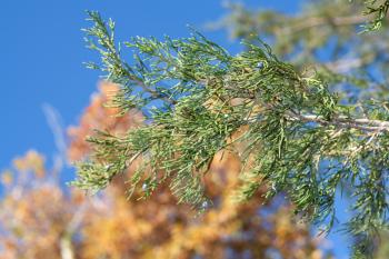 Two trees - an evergreen arborvitae and yellow birch, contrasts 