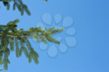 Fresh green fir branches isolated on blue background 