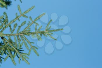 Fresh green fir branches isolated on blue background 