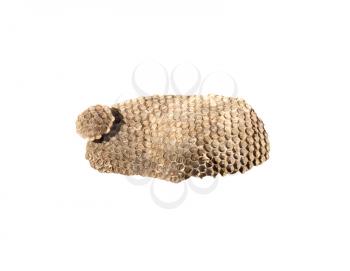 Hornet nest on white background