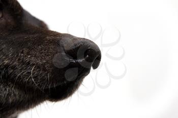nose, a black dog on a white background