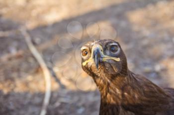 portrait of an eagle