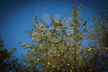 Blossoming apple-tree