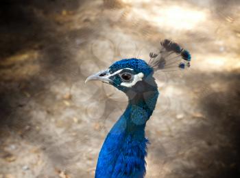 peacock portrait