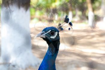 peacock portrait