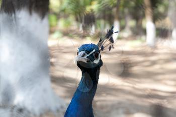 peacock portrait