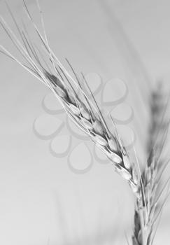 ripe wheat as background. macro
