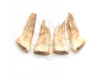 Horse teeth on a white background