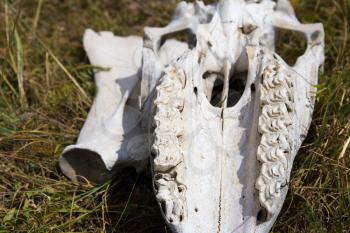 skull and bones of a horse