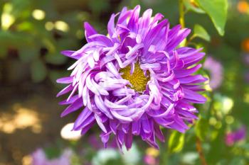 aster in nature