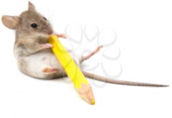 mouse with a yellow pencil on a white background