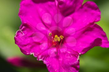 pink flower. macro