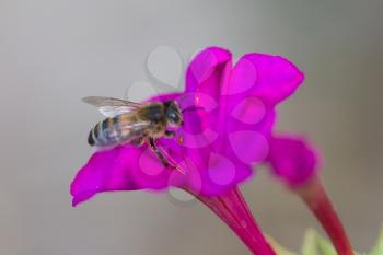 bee on a pink flower. macro