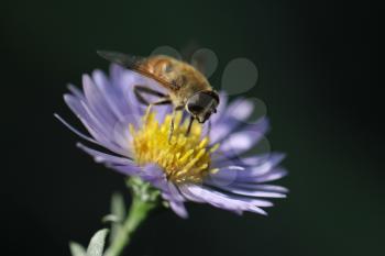 bee on a flower in nature. macro