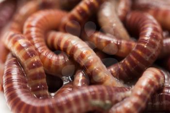 earthworms. macro