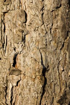 Bark from a pine as a background