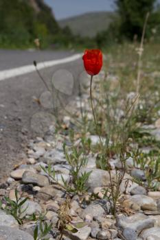 Red poppies growing in the rocks