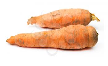 dirty carrots on a white background