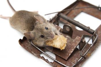 mouse in a mousetrap on a white background