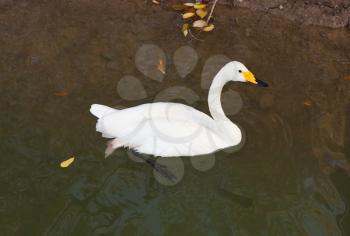 white swan swims in the lake