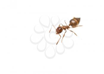 Ants isolated on white background