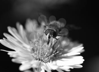 bee on a flower in nature. macro