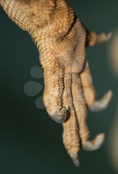 foot iguana