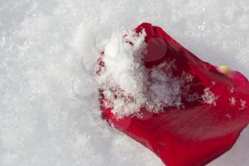 Red Rose in the snow