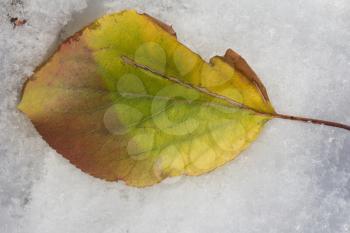 leaf on snow