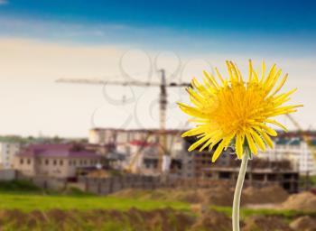 yellow dandelion on a background of the city