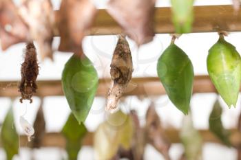 composite of various views of a monarch emerging from a chrysalis.