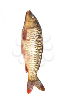 mirror carp on a white background