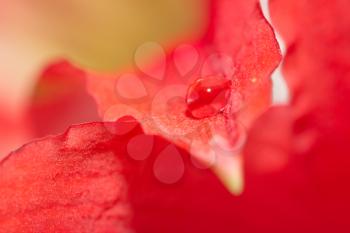 drop of water on the red petals of a flower. macro