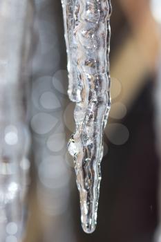 Thawing icicles