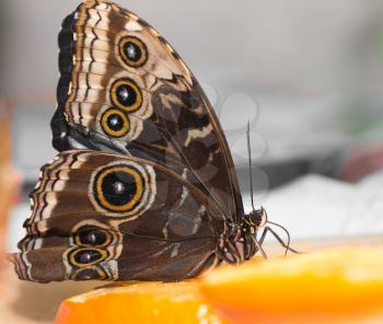 beautiful butterfly